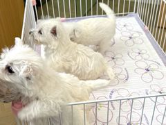 -翊宠yipet猫狗购宠庄园