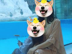 -帝企鹅自助餐厅•儿童岛•真企鹅(长隆企鹅酒店)