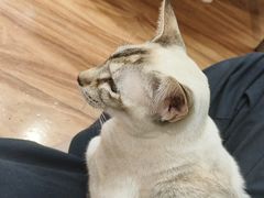 -MOCHA明星猫咖(田子坊店)