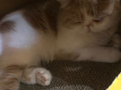 -滚猫咖啡·猫咖·猫友好撸猫(未来城店)
