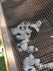 -萌宠亲子动物乐园(槐房万达店)