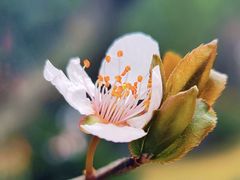 -中国科学院华南植物园
