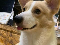 -more than meow吴止猫主题餐厅(承德 中船汇店)