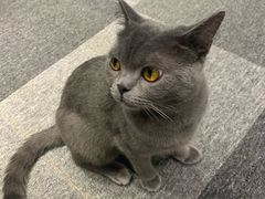 -米宠家·撸猫猫咖·专业洗猫·猫咪寄养(高新大都荟店)