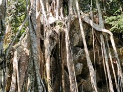 -中国科学院西双版纳热带植物园