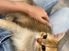 -楼上猫咖(罗湖店)