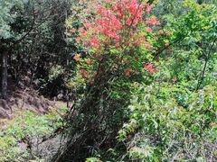 -萍乡武功山风景名胜区