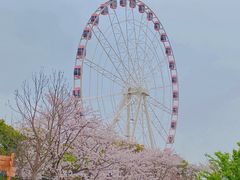 -顾村公园