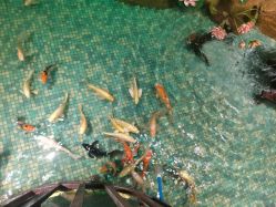 -酷嗒动物文化乐园(cutezoo西溪乐天城店)