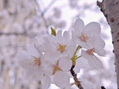 -高东镇樱花园