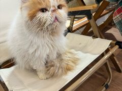 -有猫主题·治愈系猫咖(曾厝垵店)