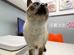 -伟伟宠物医院·瑞派猫友好医院·猫科(光谷店)