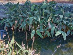 -西山漾湿地公园