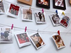 -瑞派康怡24h宠物医院·犬猫医疗中心·微创绝育(瑞景分院)