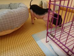 -浣熊柯尔鸭土拨鼠·电玩咖