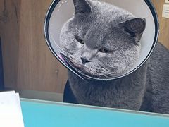 -艾贝尔宠物医院·24H转诊中心·肿瘤猫专科(江宁双龙店)