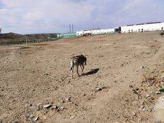 -新疆天山野生动物园
