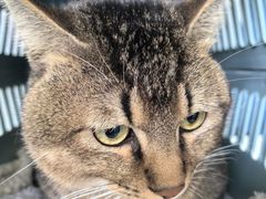 -瑞派福兴宠物医院犬猫全科·骨科·中西医结合(河东店)