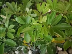 -碗中海·蒸汽海鲜·桑拿鸡(岭南天地店)