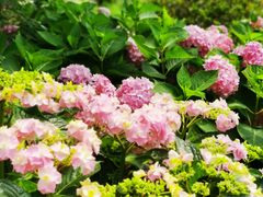 -上海共青森林公园