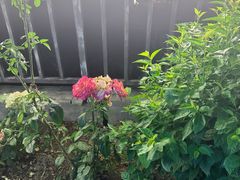 -梨木台悦来客农家院