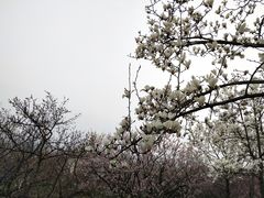 -梅花山(明孝陵内)