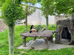 -卧龙中华大熊猫苑神树坪基地
