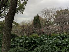 -上海醉白池公园