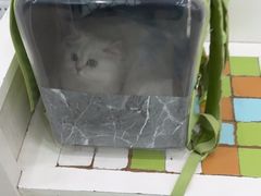 -瑞鹏宠物医院华南总院·夜诊·心脏科·骨科