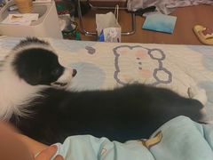 -艾贝尔宠物医院 ·中兽医·宠保定点(北门桥店)