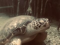 -苏州海洋馆
