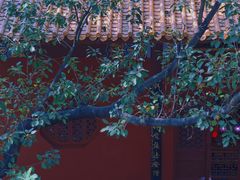 -深圳市中科院仙湖植物园