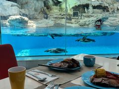 -帝企鹅自助餐厅•儿童岛•真企鹅(长隆企鹅酒店)