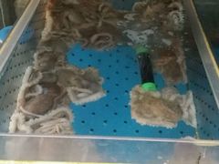 活章鱼-普乐酱蟹(coex店)
