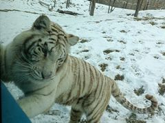 -北京野生动物园