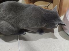 -藏猫猫咖啡主题馆(中央大道店)