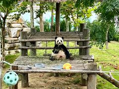 -西霞口神雕山野生动物世界