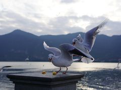 -海埂大坝