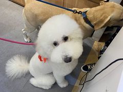 -宠物家(双井店)
