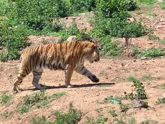 -大连森林动物园