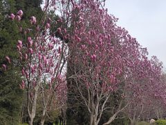 -洛阳市隋唐城遗址植物园