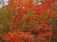 -云岭野山参风景区