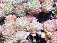 -万商花鸟市场
