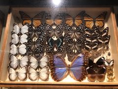 -墨尔本博物馆(Melbourne Museum)