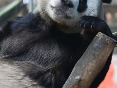 -栾川竹海野生动物园