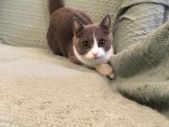 -东方名猫馆·英短金渐层布偶猫舍(环线广场1号楼店)