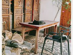 -喵屿·大理花园猫咖