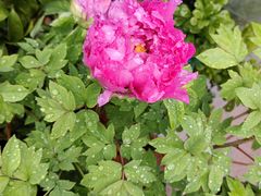 -青石桥花鸟鱼虫市场(叠翠城店)