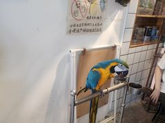 -吉丁鸟咖·异宠·寄养