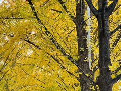 -三里屯东五街银杏大道